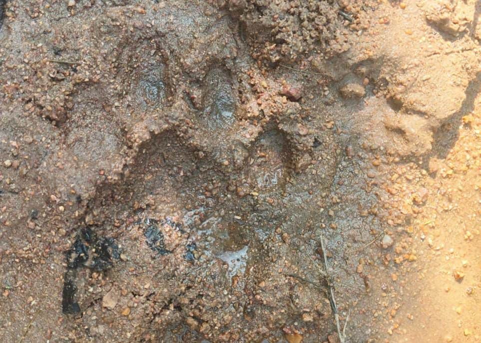 Adilabad Tigers Attack: ఆదిలాబాద్‌ జిల్లాలో హడలెత్తిస్తున్న పులులు- ప్రజలు జాగ్రత్తగా ఉండాలని అధికారుల సూచన