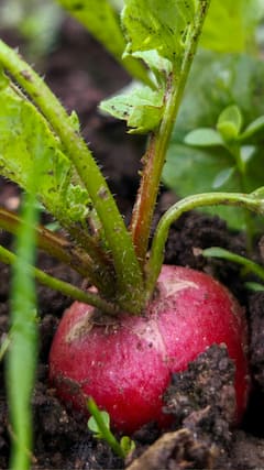 7 People Who Should Avoid Eating Radish This Winter