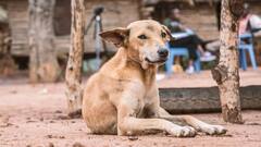 Chennai: சென்னையில் பரபரப்பு.. கடிக்க வந்த தெருநாயை கொலை செய்த நபர்!