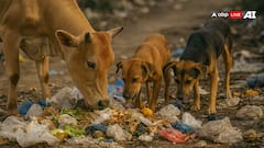 Animal Digestion: नाली का पानी से लेकर कचरा तक खा-पी जाते हैं जानवर, फिर इनका पेट क्यों नहीं खराब होता?