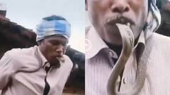 Video: कौन बेयर ग्रिल्स? मुंह में कोबरा का फन दबाकर सीढ़ियों से उतरा शख्स, वीडियो देख हैरान हुए लोग