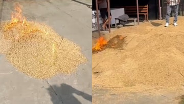 उधम सिंह नगर के जसपुर में धान खरीदी न होने पर फूटा किसानों का गुस्सा, धान के ढेर में लगाई आग