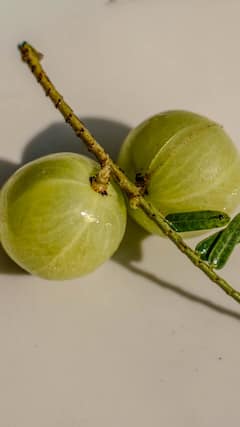 প্রতিদিন একটি আমলকি খাওয়ার, মিলবে বহু রোগ থেকে মুক্তি