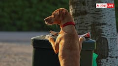 Animal Digestion: नाली का पानी से लेकर कचरा तक खा-पी जाते हैं जानवर, फिर इनका पेट क्यों नहीं खराब होता?