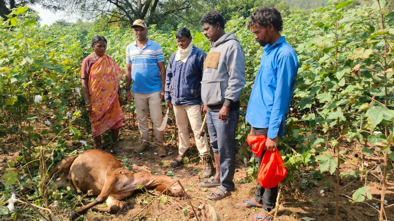 Adilabad Tigers Attack: ఆదిలాబాద్‌ జిల్లాలో హడలెత్తిస్తున్న పులులు- ప్రజలు జాగ్రత్తగా ఉండాలని అధికారుల సూచన