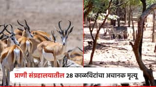 खळबळजनक! प्राणी संग्रहालयातील 28 काळविटांचा अचानक मृत्यू; वनमंत्र्यांकडून चौकशीचे आदेश