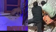 जयपुर में तेंदुए की दहशत, रिहायशी इलाके में घुसकर महिला पर किया अटैक