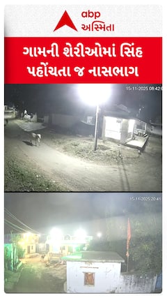 Lion Video : અમરેલીના રાજુલાના આગરિયા ગામની શેરીઓમાં સિંહ પહોંચતા જ નાસભાગ