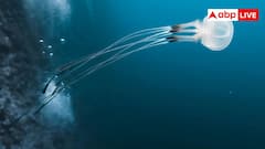 Immortal Jellyfish: दुनिया में अमर है यह जानवर, मौत को मात देकर फिर शरीर को बना लेती है जवान