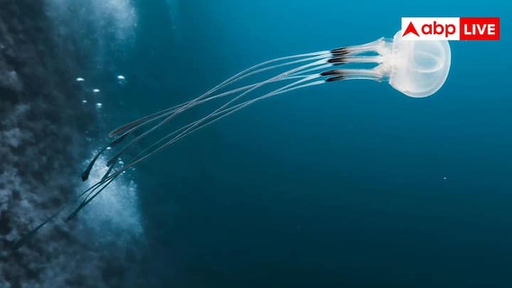 चोट, भुखमरी या फिर ज्यादा तनाव का सामना करने पर यह जेलीफिश एक जैविक चमत्कार करती है. यह बाकी जीवों की तरह मरती नहीं बल्कि अपने शुरुआती विकास के चरण में वापस लौट आती है. इस वजह से यह प्राकृतिक मृत्यु से पूरी तरह से बची हुई है और नए सिरे से जीवन को शुरू कर सकती है.