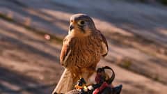 यहां परिंदों के भी बनते हैं पासपोर्ट, फ्लाइट पकड़ने से पहले लेना पड़ता है एयरलाइन टिकट