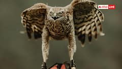 यहां परिंदों के भी बनते हैं पासपोर्ट, फ्लाइट पकड़ने से पहले लेना पड़ता है एयरलाइन टिकट