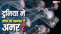Immortal Jellyfish: दुनिया में अमर है यह जानवर, मौत को मात देकर फिर शरीर को बना लेती है जवान