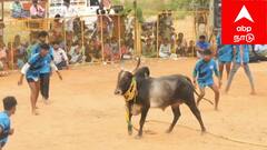 Sivagangai ; தமராக்கி மஞ்சுவிரட்டு, சீறிப் பாய்ந்த காளைகள்.. வீரர்களின் சாகசம், பரிசுகள் எதிர்பாராத திருப்பம்!