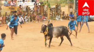 Sivagangai ; தமராக்கி மஞ்சுவிரட்டு, சீறிப் பாய்ந்த காளைகள்.. வீரர்களின் சாகசம், பரிசுகள் எதிர்பாராத திருப்பம்!
