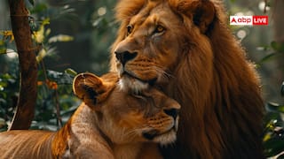 किन देशों में कुत्ते-बिल्ली की तरह पाल सकते हैं शेर, जानें क्या हैं नियम?