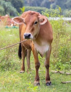 ਕਿਸ ਦੇਸ਼ ਦੀ ਰਾਸ਼ਟਰੀ ਪਸ਼ੂ ਗਾਂ ਹੈ? ਇੱਥੇ ਜਾਣੋ ਪੂਰੀ ਜਾਣਕਾਰੀ