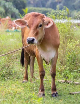 ਕਿਸ ਦੇਸ਼ ਦੀ ਰਾਸ਼ਟਰੀ ਪਸ਼ੂ ਗਾਂ ਹੈ? ਇੱਥੇ ਜਾਣੋ ਪੂਰੀ ਜਾਣਕਾਰੀ