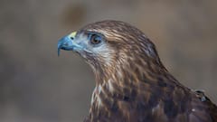 यहां परिंदों के भी बनते हैं पासपोर्ट, फ्लाइट पकड़ने से पहले लेना पड़ता है एयरलाइन टिकट