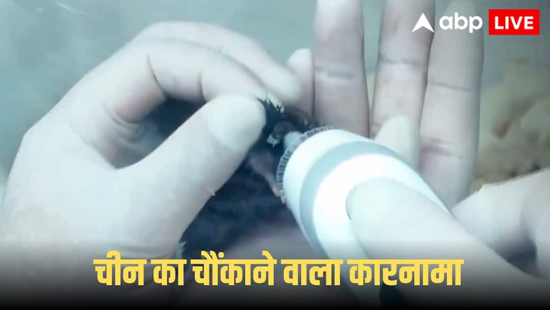 चीन ने अंतरिक्ष में क्यों भेजे थे चूहे, ड्रैगन के इस खास मिशन के पीछे क्या छिपा है राज, सामने आई बड़ी जानकारी China Space Station ninth batch of space experiment samples returned includes mice zebrafish advanced materials चीन ने अंतरिक्ष में क्यों भेजे थे चूहे, ड्रैगन के इस खास मिशन के पीछे क्या छिपा है राज, सामने आई बड़ी जानकारी