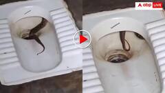 टॉयलेट से निकला जानलेवा सांप! कैमरे की आहट से झटपट भागी मौत- डरा रहा रसल वाइपर का वीडियो