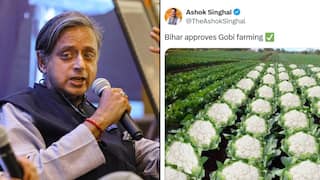 'Not My Job....': Tharoor Responds After Assam Minister’s ‘Gobi Farming’ Post Sparks Outrage