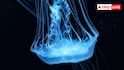 Immortal Jellyfish: दुनिया में अमर है यह जानवर, मौत को मात देकर फिर शरीर को बना लेती है जवान