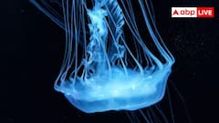 Immortal Jellyfish: दुनिया में अमर है यह जानवर, मौत को मात देकर फिर शरीर को बना लेती है जवान