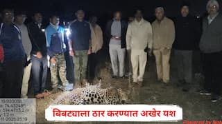 Ahilyanagar Leopard: 15 दिवसात दोन जणांना बळी घेणारा बिबट्या अखेर ठार, वन विभागाला मोठं यश; अहिल्यानगरमध्ये मध्यरात्री थरार