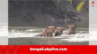 Sundarban News: নদীতে খেলা করছে বনের রাজা, একসঙ্গে দেখা মিলল ৩টি বাঘের ! বিরল দৃশ্য ধরা পড়ল সুন্দরবনের এক বাসিন্দার মোবাইলে
