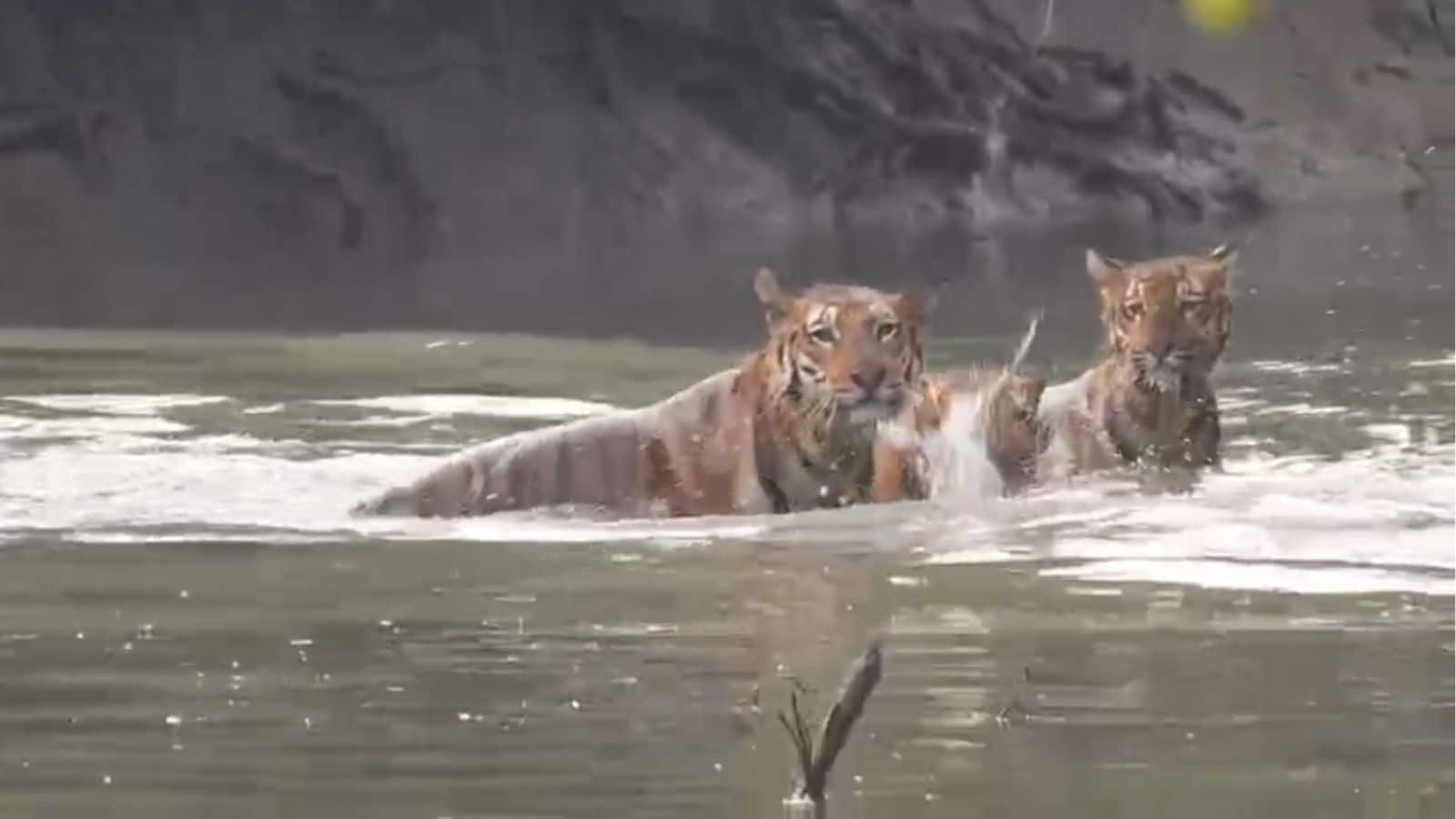 Sundarban News: নদীতে খেলা করছে বনের রাজা, একসঙ্গে দেখা মিলল ৩টি বাঘের ! বিরল দৃশ্য ধরা পড়ল সুন্দরবনের এক বাসিন্দার মোবাইলে