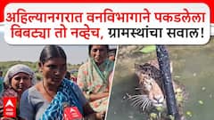 Ahilyanagar Bibtya : अहिल्यानगरात वनविभागाने पकडलेला बिबट्या तो नव्हेच, ग्रामस्थांचा सवाल