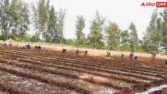 Dharmendra Farmhouse: ધર્મેન્દ્રના ફાર્મહાઉસનો અંદરનો નજારો કેવો છે ? જ્યાં બોલિવૂડના 'હી-મેન' વિતાવે છે સમય