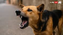 मुजफ्फरपुर: सड़क किनारे नवजात का शव मिलने से हड़कंप, मूंह में दबाकर ले जा रहा था कुत्ता