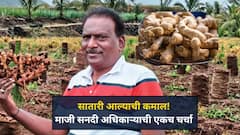 माजी सनदी अधिकाऱ्यानं दीड एकरात आल्यातून कमावले 10 लाखांचे उत्पन्न,  एकरी खर्च किती लागला? कसं वाढवलं उत्पन्न ?