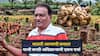 Farmer Success: माजी सनदी अधिकाऱ्यानं दीड एकरात आल्यातून कमावले 10 लाखांचे उत्पन्न,  एकरी खर्च किती लागला? कसं वाढवलं उत्पन्न ?