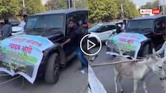 Video: शख्स ने गधों से खिचवाई थार, ढोल-नगाड़े बजाकर शोरूम के सामने खड़ी की, जानिए विरोध की वजह