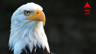 Bird's Passport: এই দেশের পাখিদেরও পাসপোর্ট রয়েছে, সিট পেতে বিমানের টিকিটও কাটে এখানকার পাখিরা