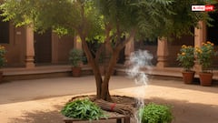 Neem ke Totke: कड़वे नीम में छिपा है सौभाग्य का राज, ये 5 गुप्त ज्योतिष उपाय बदल देंगे तकदीर..