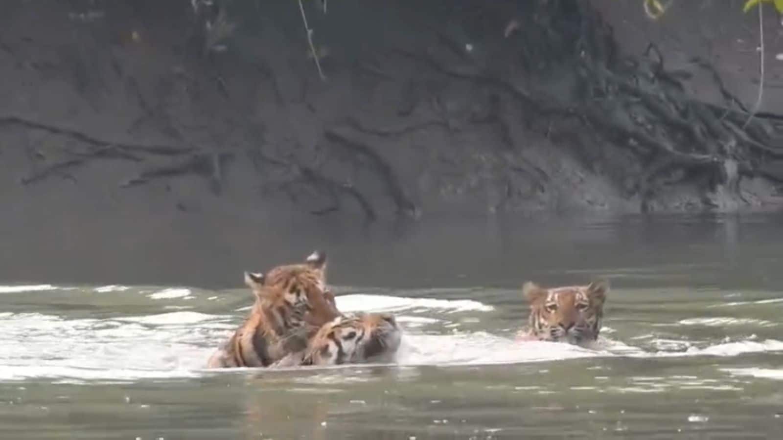Sundarban News: নদীতে খেলা করছে বনের রাজা, একসঙ্গে দেখা মিলল ৩টি বাঘের ! বিরল দৃশ্য ধরা পড়ল সুন্দরবনের এক বাসিন্দার মোবাইলে