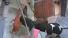 Video: एक नहीं-दो नहीं... दरवाजा तोड़ घर में घुसे 4 सांड, कार भी तोड़ी, जमकर मचाया उत्पात, देखें वीडियो
