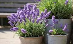 पेस्ट फ्री बालकनी के लिए घर में लगाएं ये 8 खुशबूदार पौधे, बालकनी के लिए बनेंगे सुरक्षा कवच