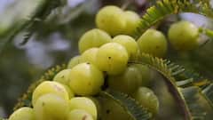 Side Effects of Amla : आवळा सर्वांसाठी नाही! जाणून घ्या कोणी खावं कोणी टाळावं!