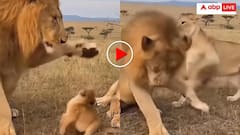 शेर ने शावक की शरारत पर मारा पंजा, बदले में शेरनी ने जंगल के राजा को जड़ा जोरदार थप्पड़- वीडियो वायरल