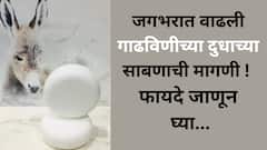 Donkey Milk Soap: गाढविणीच्या दुधाच्या साबणाची जागतिक मागणी वाढली! जाणून घ्या याचे फायदे...