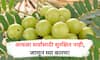 Side Effects of Amla : आवळा सर्वांसाठी नाही! जाणून घ्या कोणी खावं कोणी टाळावं!