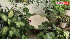 पेस्ट फ्री बालकनी के लिए घर में लगाएं ये 8 खुशबूदार पौधे, बालकनी के लिए बनेंगे सुरक्षा कवच