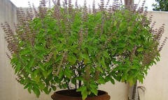 पेस्ट फ्री बालकनी के लिए घर में लगाएं ये 8 खुशबूदार पौधे, बालकनी के लिए बनेंगे सुरक्षा कवच