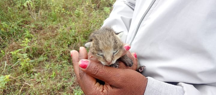 नागरिकांच्या चुकीमुळे २२ दिवसांची ही पिल्ले त्यांच्या आईपासून विभक्त झाली आहेत.