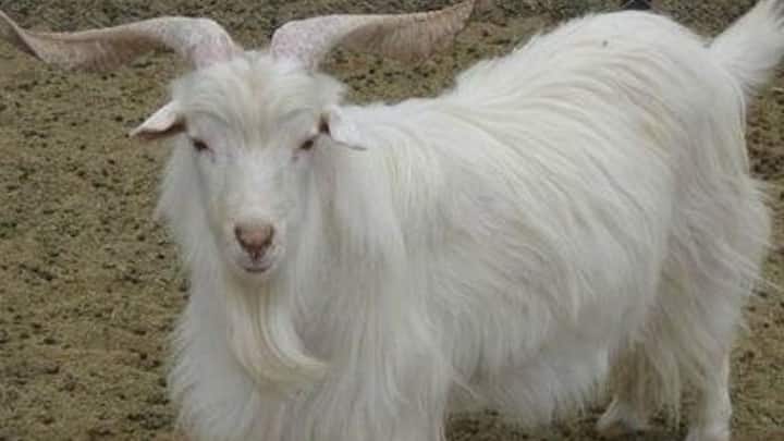 इनकी कीमत का एक और बड़ा कारण है, सीमित उत्पादन. एक चांगथांगी बकरी साल में केवल 80-170 ग्राम तक का शुद्ध पश्मीना कोट देती है. इतना कम ऊन मिलने के कारण एक शॉल बनाने में कई महीनों से लेकर एक साल तक का समय लग सकता है. यही वजह है कि बाजार में एक प्रीमियम पश्मीना शॉल की कीमत हजारों से लेकर लाखों तक होती है.